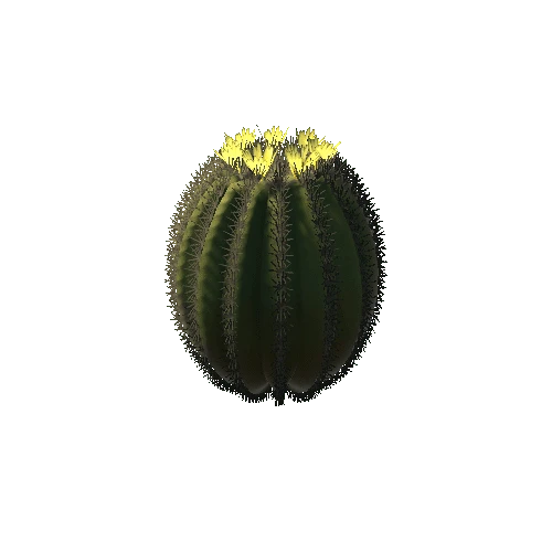 Ball Cactus 05